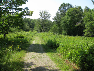 a trail that opens up to a meadow