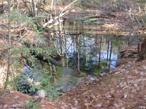 woodland creek