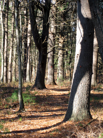 trail in the woods