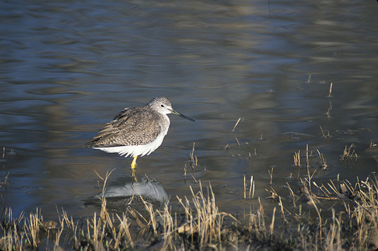 a bird wading along the shore of a lake