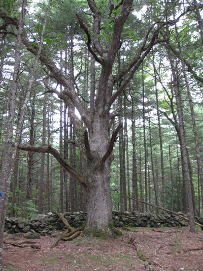 a large wolf tree bordered by a rock wall